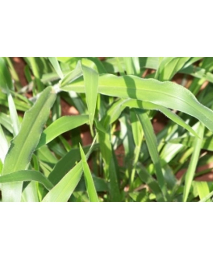 Brachiara Ruziziensis