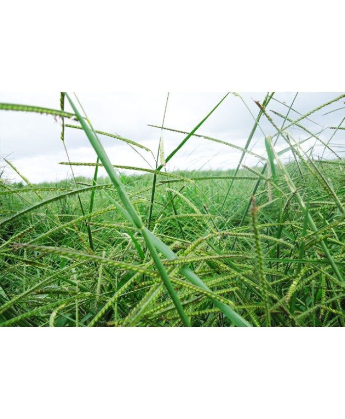 Brachiaria Brizanta Marandu (Braquiarão)